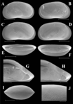 Tonnacypris mazepovae Meeren, Khand & Martens, 2009 — SEM valves image from original paper