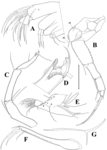 Tonnacypris mazepovae Meeren, Khand & Martens, 2009 — soft parts drawnings from original paper