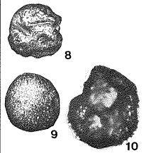 Blastammina polymorpha Eisenack, 1932