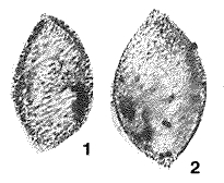 Amphitremoida citroniforma Eisenack, 1938 Amphitremoida citroniforma Eisenack, 1938