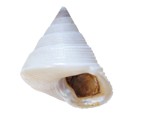 Calliostoma lithocolletum Calliostoma lithocolletum