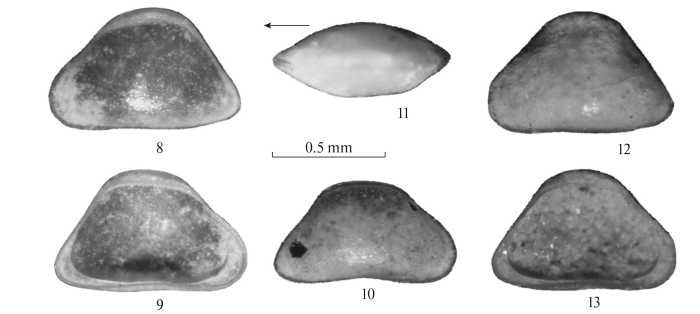 Advenocypris similis Teterina, 2018 valves images from original paper