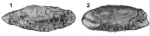Trocholina lenticularis var. minima Henson, 1947