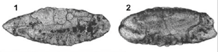 Trocholina lenticularis var. minima Henson, 1947 Trocholina lenticularis var. minima Henson, 1947