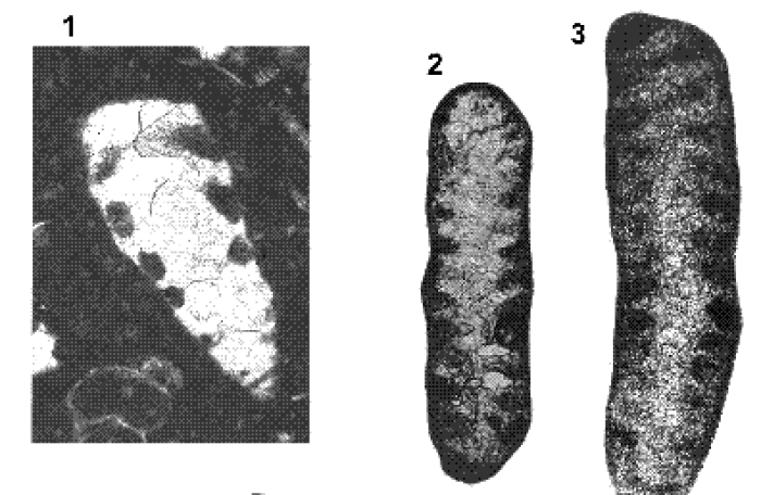 Trocholina elongata (Leupold, 1936)