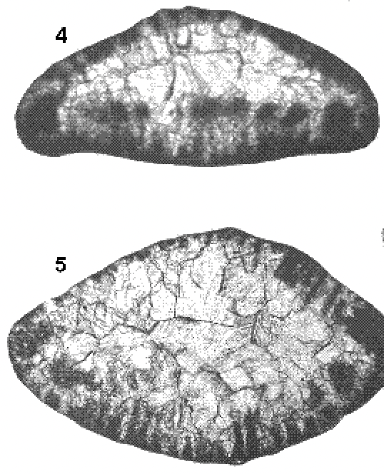 Trocholina lenticularis Henson, 1947 Trocholina lenticularis Henson, 1947