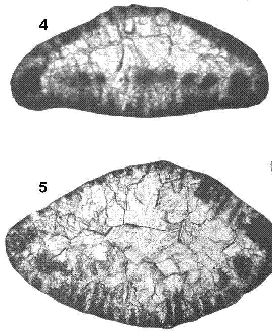 Trocholina lenticularis Henson, 1947