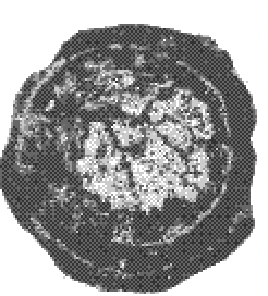 Trocholina lenticularis var. minima Henson, 1947 Trocholina lenticularis var. minima Henson, 1947
