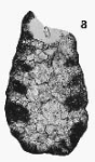 Trocholina altispira Henson, 1947