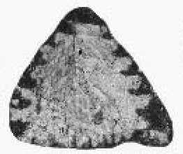 Trocholina arabica Henson, 1949 Trocholina arabica Henson, 1949
