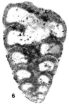 Redmondoides rotundatus (Redmond, 1965)