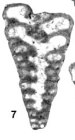 Redmondoides primitivus (Redmond, 1965)