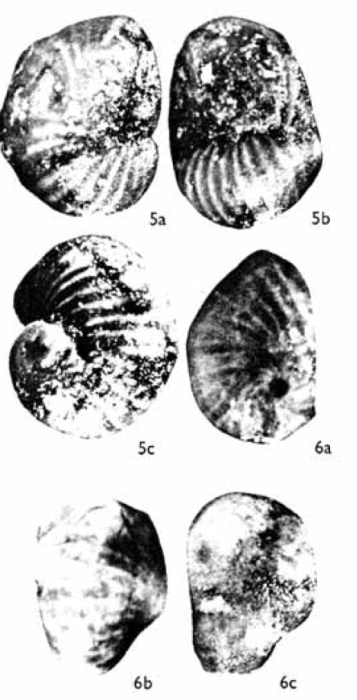 Pfenderina trochoidea Smout & Sugden, 1962