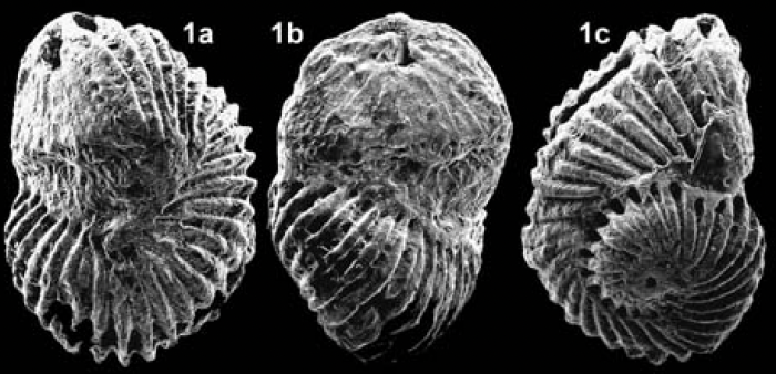 Pfenderina trochoidea Smout & Sugden, 1962