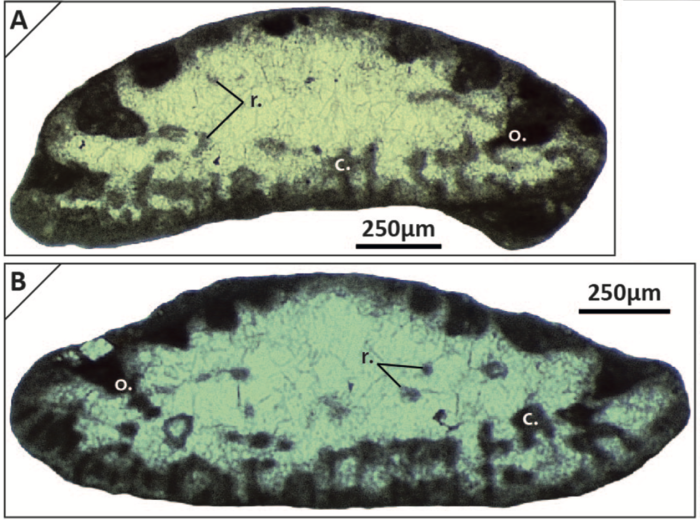 Coscinoconus chouberti (Hottinger, 1976) Coscinoconus chouberti (Hottinger, 1976)