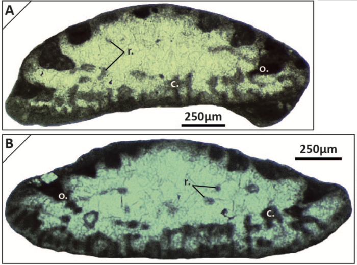 Coscinoconus chouberti (Hottinger, 1976)