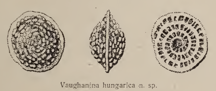 Vaughanina hungarica Sidó, 1952 Vaughanina hungarica Sidó, 1952