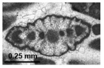 Involutina hungarica (Sidó, 1952), emend. Schlagintweit & Piller, 1990, emend. Rigaud et al., 2023