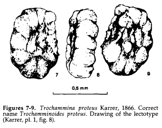 Trochamminoides proteus (Karrer, 1866) emend. Rögl, 1995 Trochamminoides proteus (Karrer, 1866) emend. Rögl, 1995
