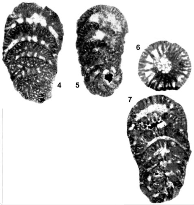 Bramkampella arabica Redmond, 1964 Bramkampella arabica Redmond, 1964