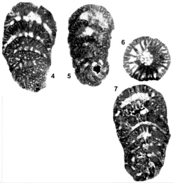 Bramkampella arabica Redmond, 1964