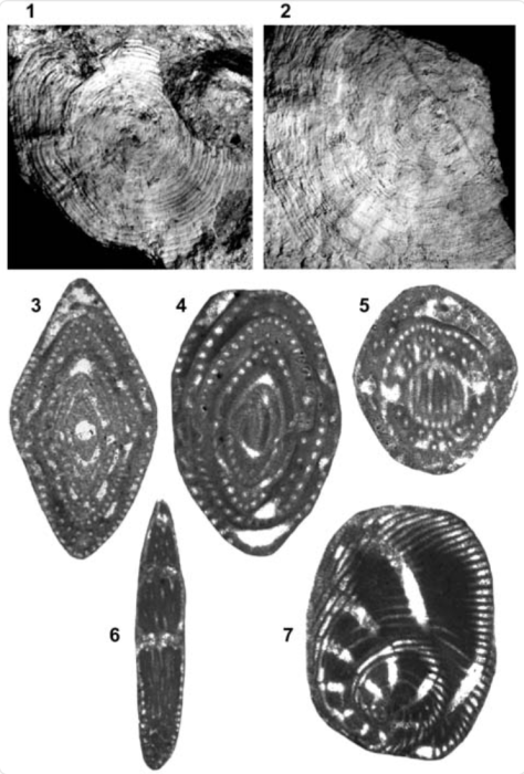 Pseudedomia complanata Eames & Smout, 1955 Pseudedomia complanata Eames & Smout, 1955