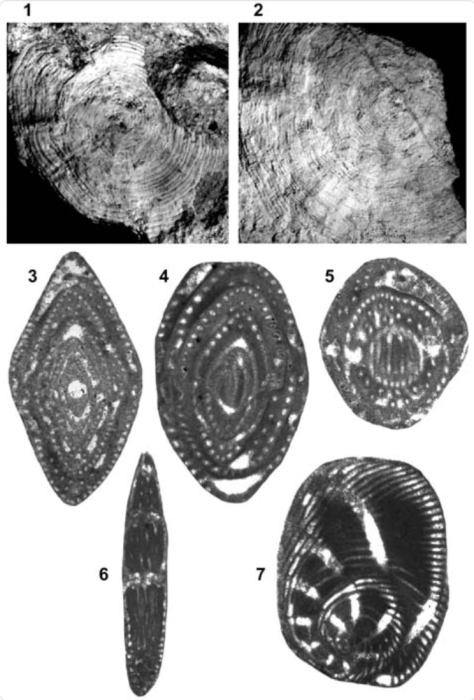 Pseudedomia complanata Eames & Smout, 1955