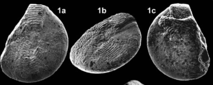 Pseudedomia multistriata Henson, 1948