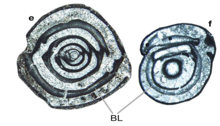 Idalina praecaenozoica Consorti, Schlagintweit & Rashidi, 2019