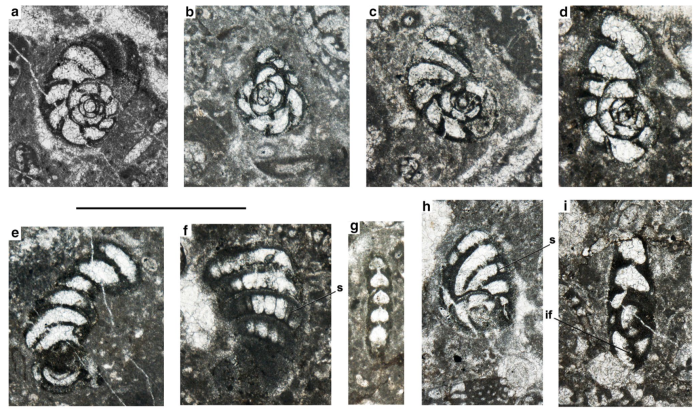 Pseudopeneroplis oyonensis Consorti in Consorti et al., 2018