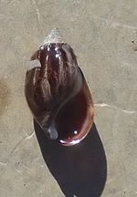 Melania (Melanopsis) Férussac, Fig.1