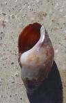 Melania (Melanopsis) Férussac, Fig.2