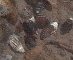 Melania (Melanopsis) Férussac, Fig.3