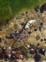 Melania (Melanopsis) Férussac, Fig.5