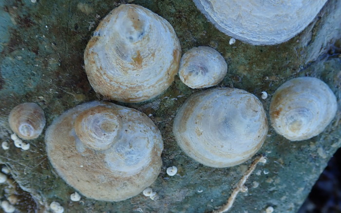 Crepipatella lingulata