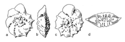 Pararotalia tuberculifera (Reuss, 1862)
