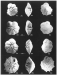 Chromista - Foraminifera (foraminifers)