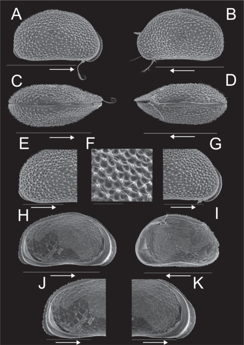 Potamocypris meissneri Szwarc, Martens & Namiotko, 2021 - SEM valves images from original paper Potamocypris meissneri Szwarc, Martens & Namiotko, 2021 - SEM valves images from original paper