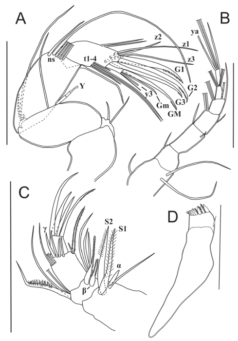 Potamocypris meissneri Szwarc, Martens & Namiotko, 2021 - Soft parts from original paper