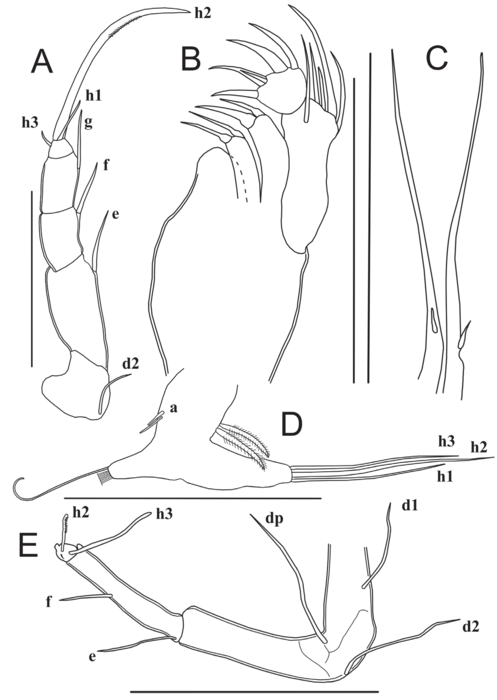  Potamocypris meissneri Szwarc, Martens & Namiotko, 2021 - Soft parts from original paper