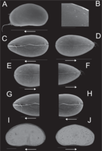 Sarscypridopsis harundineti Szwarc, Martens & Namiotko, 2021 - SEM valves images from original paper