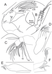 Sarscypridopsis harundineti Szwarc, Martens & Namiotko, 2021 - Soft parts from original paper