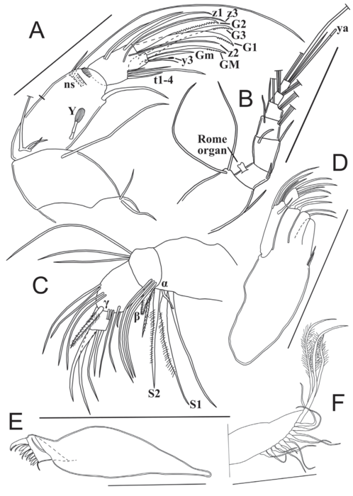 Sarscypridopsis harundineti Szwarc, Martens & Namiotko, 2021 - Soft parts from original paper