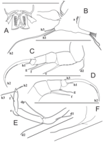 Sarscypridopsis harundineti Szwarc, Martens & Namiotko, 2021 - Soft parts from original paper