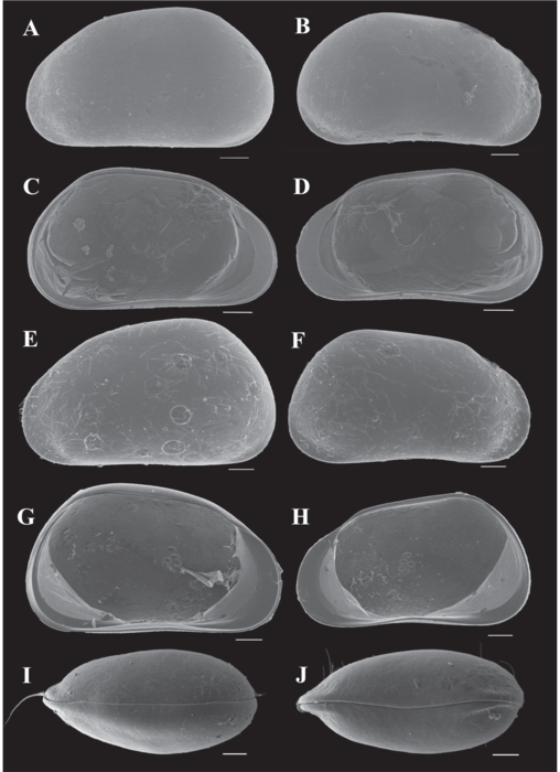 Pseudocandona cheni Yu, Ma, Wang & Zhai, 2022 - SEM valves images from original paper