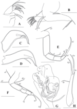 Pseudocandona cheni Yu, Ma, Wang & Zhai, 2022 - soft parts drawnings from original paper
