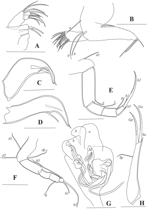 Pseudocandona cheni Yu, Ma, Wang & Zhai, 2022 - soft parts drawnings from original paper