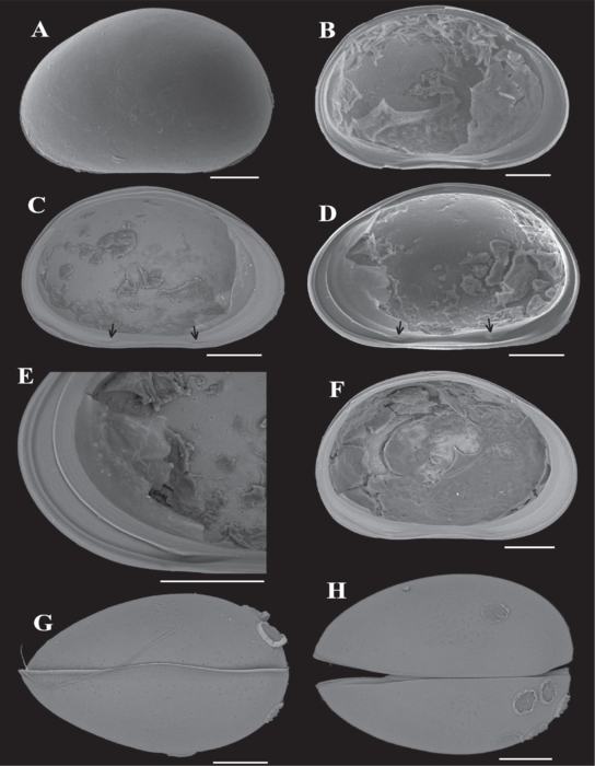 Cyclocypris pangi Yu, Ma, Wang & Zhai, 2022 - SEM valves images from original paper