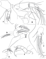 Cyclocypris pangi Yu, Ma, Wang & Zhai, 2022 - soft parts drawnings from original paper