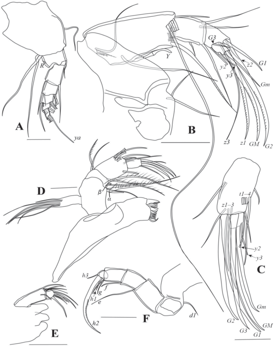 Cyclocypris pangi Yu, Ma, Wang & Zhai, 2022 - soft parts drawnings from original paper